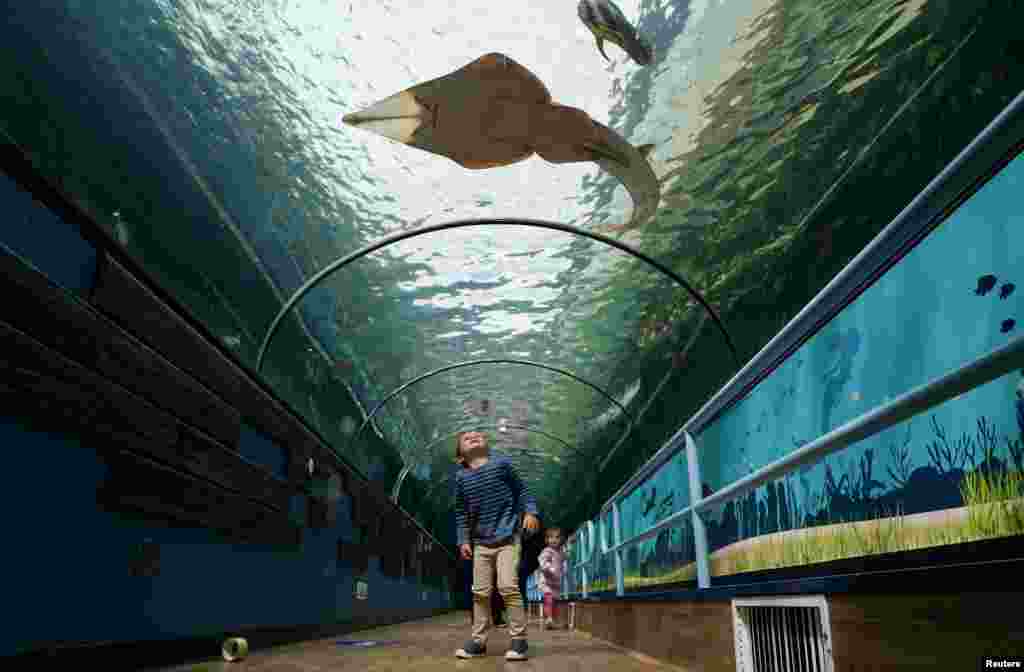 A child looks up at fish at SEA LIFE Sydney Aquarium on the venue&#39;s first day of reopening, following an extended closure due to COVID-19 lockdown orders, in Sydney, Australia.