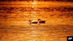 Swans swim in the lake of Constance, colored by the setting sun, near Constance, Germany.