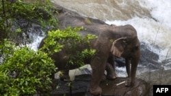 Dua gajah terperangkap di tebing di air terjun Taman Nasional Khao Yai, Thailand, 5 Oktober 2019. (Foto: Thai News Pix)