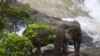 Thai Officials Try to Retrieve Bodies of 11 Elephants from Waterfall