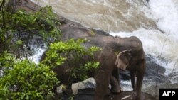 Photo by Thai News Pix taken on Oct. 5, 2019, shows two elephants trapped on a cliff at a waterfall at Khao Yai National Park.
