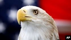 FILE - Uncle Sam, a 25-year-old bald eagle, sits on his perch in front of a U.S. flag before the Extreme Raptors Show at the Permian Basin Fair in the Ector County Coliseum fairgrounds in Odessa, Texas, Sept. 11, 2013.