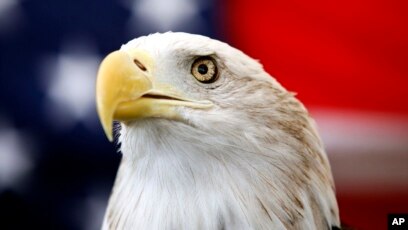Biden signs bill officially making bald eagle the national bird of US