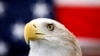 FILE - Uncle Sam, a 25-year-old bald eagle, sits on his perch in front of a U.S. flag before the Extreme Raptors Show at the Permian Basin Fair in the Ector County Coliseum fairgrounds in Odessa, Texas, Sept. 11, 2013.