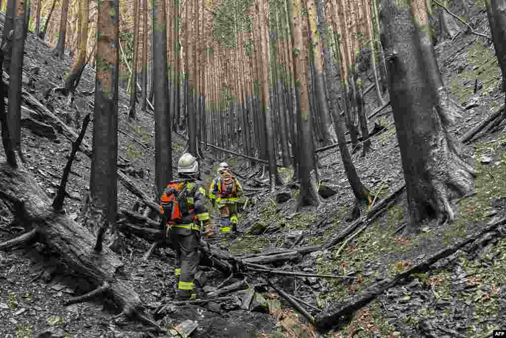 Foto yang diambil dan dirilis oleh Badan Penanggulangan Bencana dan Kebakaran ini memperlihatkan petugas pemadam kebakaran berjalan di antara pohon-pohon yang terbakar saat mereka memadamkan kebakaran hutan di kota Ofunato, Prefektur Iwate, Jepang. (BNPB Jepang/AFP)&nbsp;