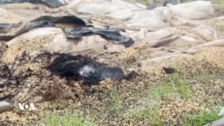 Kurdên Sûrîyê Naxwazin Herêma Wan Bibe Beşek ji Şerê Rojhilata Navîn