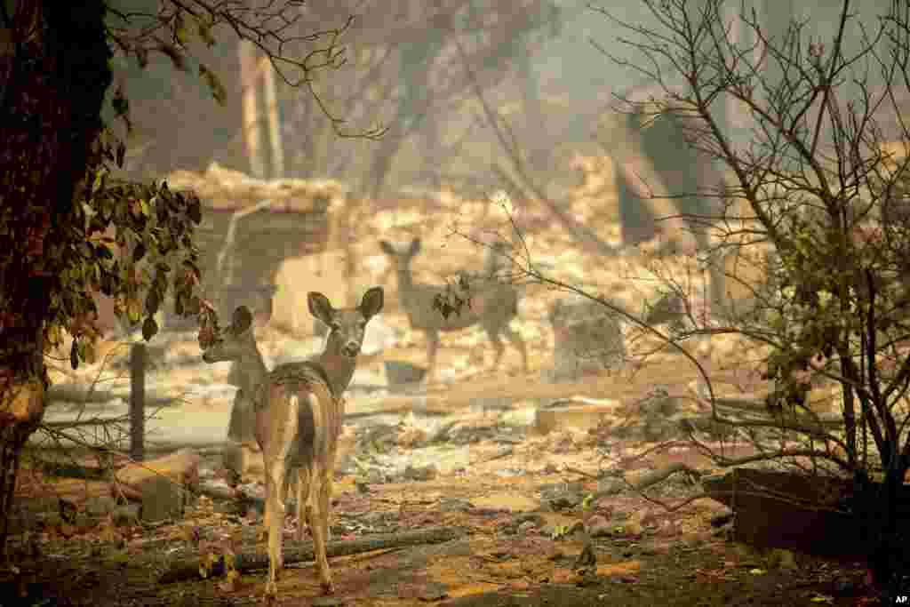 Un venado pasa por una casa destruída en Orrin Lane después del incendio que arrasó Paradise, Calif., Nov. 10, 2018.