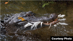 FILE - An American alligator chomps a snowy egret at the St. Augustine Alligator Farm Zoological Park, Florida. (Don Specht)