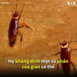 Thăm nông trại nuôi gián ở TQ