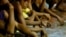 FILE - Rounded up residents, mostly males, wait to be transported to a police station in the continuing operation of President Rodrigo Duterte's so-called "War on Drugs" campaign, at the slum community of Tondo, in Manila, Philippines, Sept. 30, 2016.