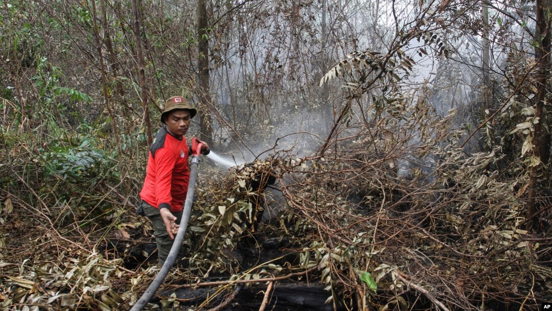 Seorang petugas damkar berusaha memadamkan kebakaran hutan di Pekanbaru, provinsi Riau (foto: dok). 