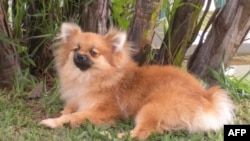Thụy Sỹ đã siết chặt luật bảo vệ thú vật năm 2008 nhằm bảo vệ các thú vật