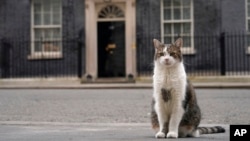 FILE - Larry the cat, Chief Mouser to the Cabinet Office, poses for the cameras outside 10 Downing Street in London, on March 13, 2024. (AP Photo/Alberto Pezzali, File)