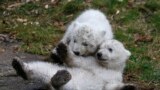 Twin polar bear cubs play outside in their enclosure at Tierpark Hellabrunn in Munich, Germany.