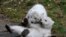 Twin polar bear cubs play outside in their enclosure at Tierpark Hellabrunn in Munich, Germany.