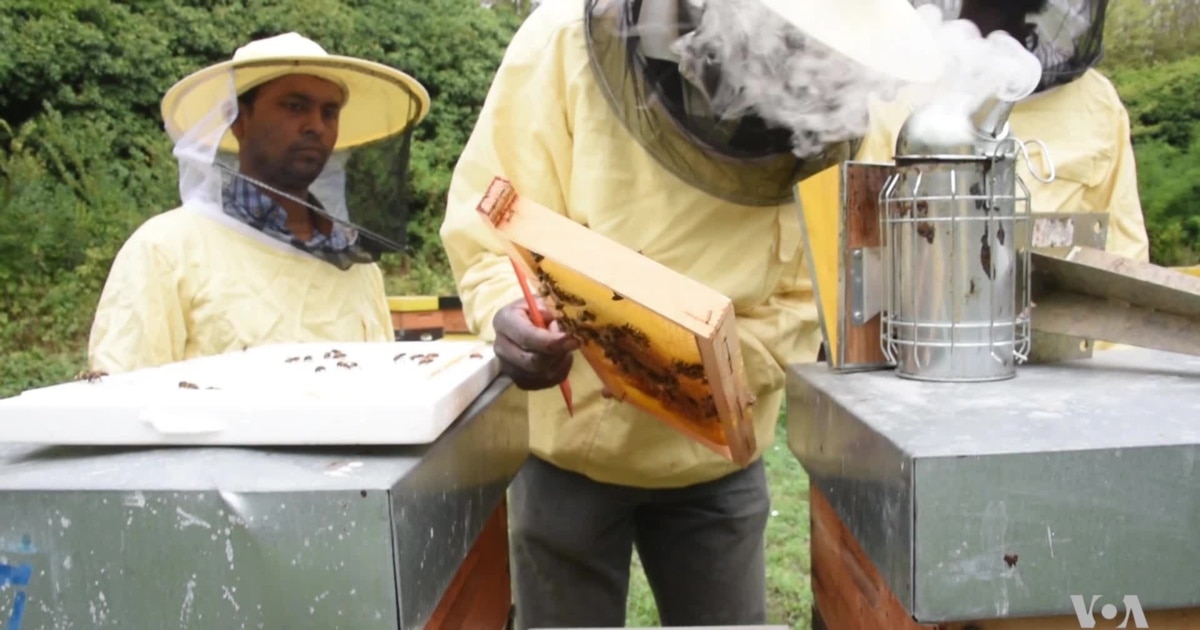 African Migrants Find Work as Beekeepers in Italy