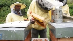 African Migrants Find Work as Beekeepers in Italy