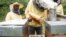 African Migrants Find Work as Beekeepers in Italy
