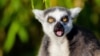 Dunia semakin kehilangan sejumlah besar keanekaragaman hayati termasuk lemur di Madagaskar yang menghadapi kepunahan (foto: ilustrasi). 