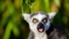 Madagascar Biodiversity Threatened - Study