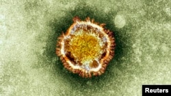 Una imagen de archivo de un coronavirus en el microscopio electrónico.