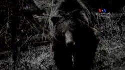 SHORT VIDEO: Սև արջի հարձակումը