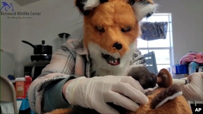 Wildlife Workers Dress Up to Care for Orphaned Fox