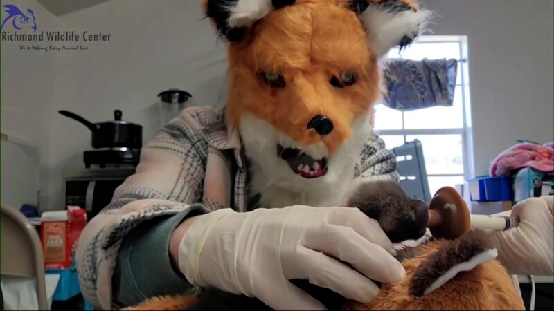 Wildlife Workers Dress Up to Care for Orphaned Fox