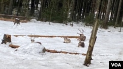 卧在雪地里的驯鹿，待遇和大熊猫比，如天壤之别。(美国之音/李北平摄)