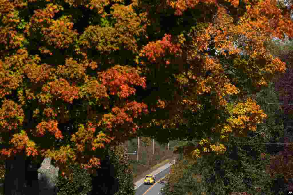 A maple tree shows its fall colors in New Gloucester, Maine.