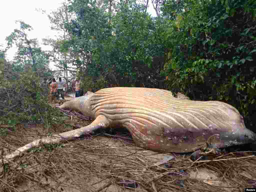 Biologists from the NGO Bicho D&#39;agua check a humpback whale, that was found dead inside a mangrove in Ilha do Marajo, Para state, Brazil.