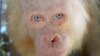 Orangutan Albino Perlu Hutan Khusus