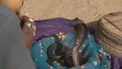 巴基斯坦耍蛇人与眼镜蛇共枕