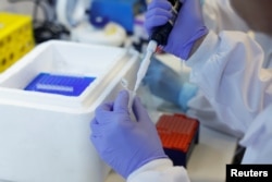 Los técnicos preparan muestras de vid para la extracción de ADN en el Instituto de Investigación de la Vid y el Vino (ICVV) en Locrono, España, el 5 de octubre de 2022.  (REUTERS/Vincent West)