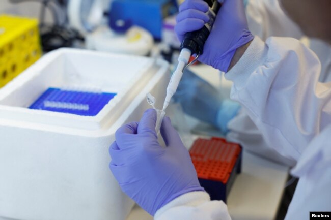 Technicians prepare vine samples for DNA extraction at the Vine and Wine Research Institute (ICVV) in Logrono, Spain, October 5, 2022. (REUTERS/Vincent West)