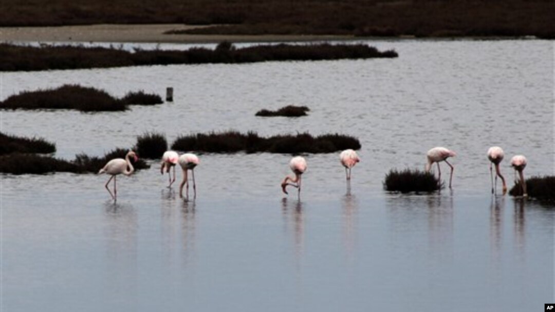 Flamingo berkumpul di lahan basah, di delta sungai Axios, 20 mil sebelah barat kota Yunani, Thessaloniki, 2 Februari 2014. (Foto: dok. AP/Photo Nikolas Giakoumidis)