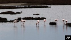 FILE - Flamingos gather in the wetlands, in the delta of the Axios, 20 miles west of the Greek city of Thessaloniki, Feb. 2, 2014. 