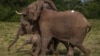 Kenya Wildlife Service rangers and capture team release elephants at Aberdare National Park, located in central Kenya, Oct. 14, 2024.