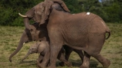 Petugas Dinas Margasatwa Kenya dan tim penangkap satwa liar Kenya, melepaskan kembali hewan tersebut di Taman Nasional Aberdare, di Kenya tengah, 14 Oktober 2024. (Brian Inganga/AP)