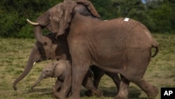 Petugas Dinas Margasatwa Kenya dan tim penangkap satwa liar Kenya, melepaskan kembali hewan tersebut di Taman Nasional Aberdare, di Kenya tengah, 14 Oktober 2024. (Brian Inganga/AP)