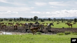 Pemandangan alam dan satwa di konservasi Ol Pejeta, Kenya, 1 Mei 2020. (Foto: dok).