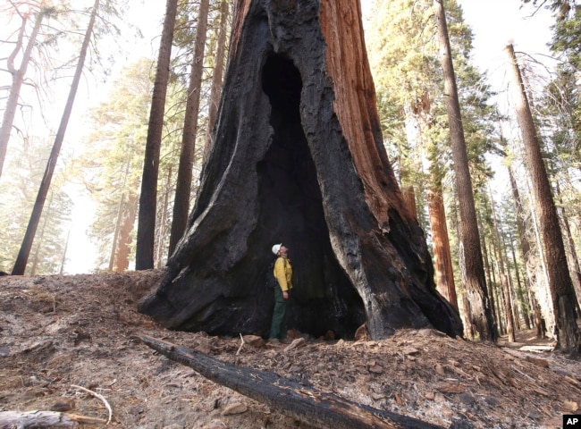 FILE - Assistant Fire Manager Leif Mathiesen, of the Sequoia & Kings Canyon Nation Park Fire Service, looks for an opening in the burned-out sequoias from the Redwood Mountain Grove. (AP Photo/Gary Kazanjian, File)