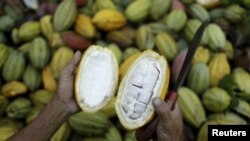 Seorang petani memperlihatkan buah kakao saat panen di Desa Gantarang Keke, Sulawesi Selatan, 8 Mei 2015. (Foto: Dok).