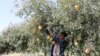 Humble Pomegranate Seed Provides Clue to How Yemen's War Fuels Hunger