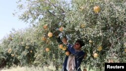 FILE - A farmer cultivates pomegranates at a farm in Saada, Yemen, Sept. 27, 2018.