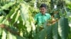 Farmer Le Van Tam tends coffee plants at a coffee farm in Dak Lak province, Vietnam on Feb. 1, 2024. (AP Photo/Hau Dinh)