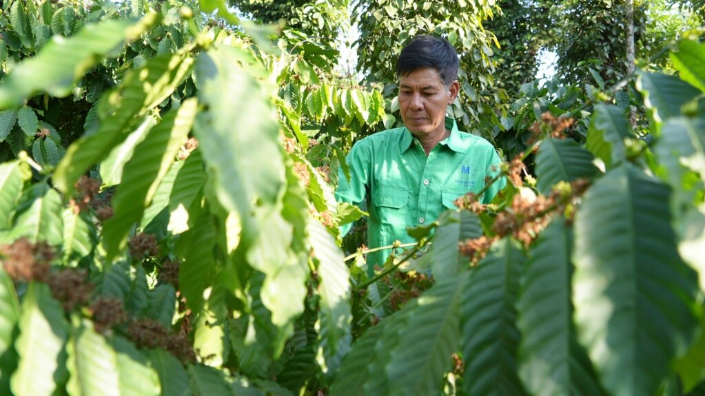 Coffee Growers Worry about New EU Anti-deforestation Rules