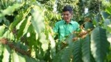 Farmer Le Van Tam tends coffee plants at a coffee farm in Dak Lak province, Vietnam on Feb. 1, 2024. (AP Photo/Hau Dinh)