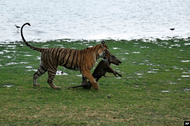 FILE - A Royal Bengal tiger drags a wild boar after killing it at the Ranthambhore National Park in Sawai Madhopur, Rajasthan, India, June 10, 2015. (AP Photo/Deepak Sharma, File)