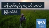 ဆန်ထုတ်လုပ်မှု ကျဆင်းလာတဲ့ မြန်မာနိုင်ငံ 